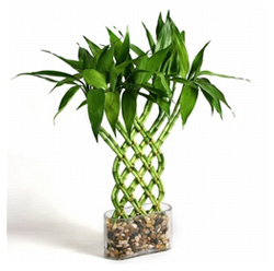 Ten 6 Inch Straight Lucky Bamboo For gardening and Feng Shui Gifting